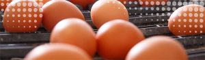 Food Testing Banner - Brown eggs on a conveyor belt